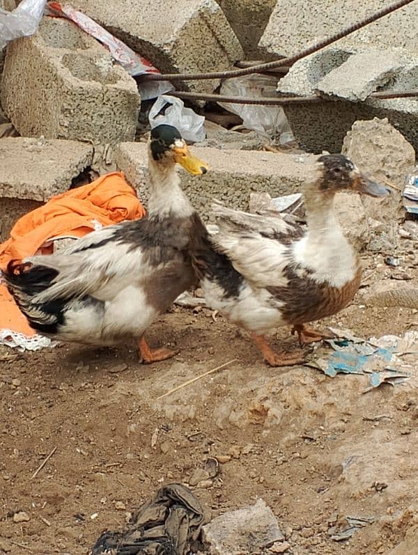 duck pair for sale 1