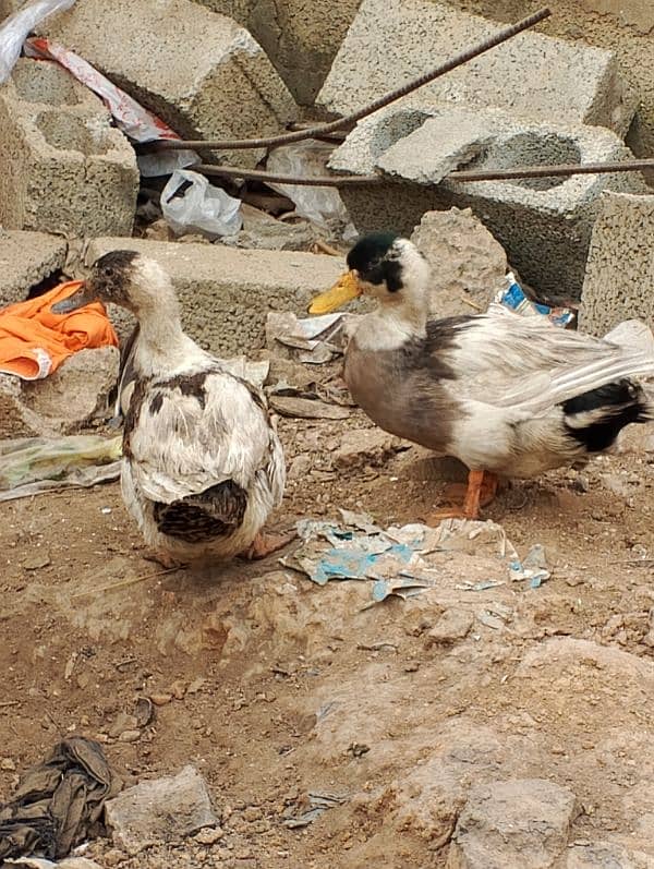 duck pair for sale 2