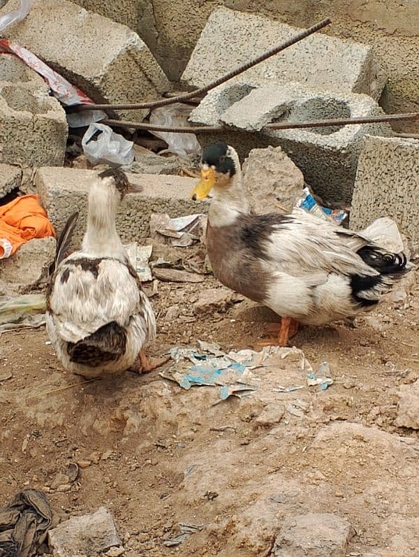 duck pair for sale 3