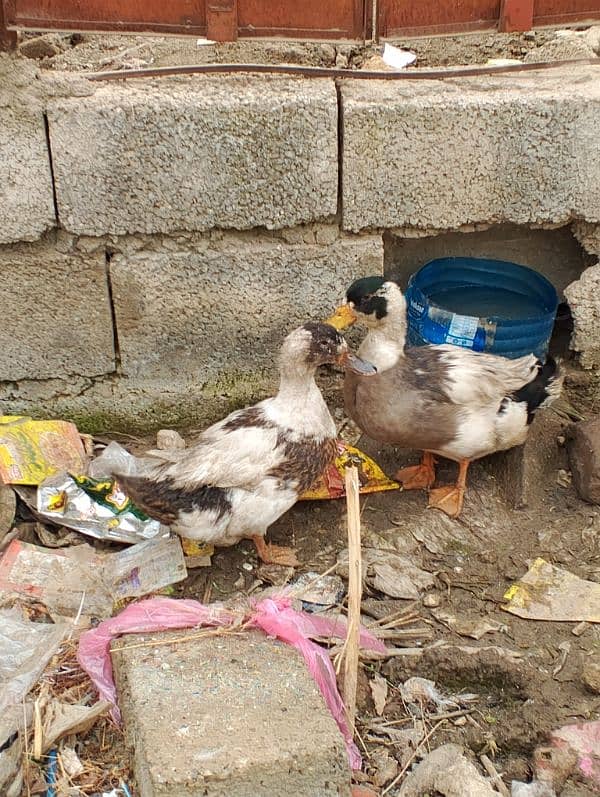 duck pair for sale 4