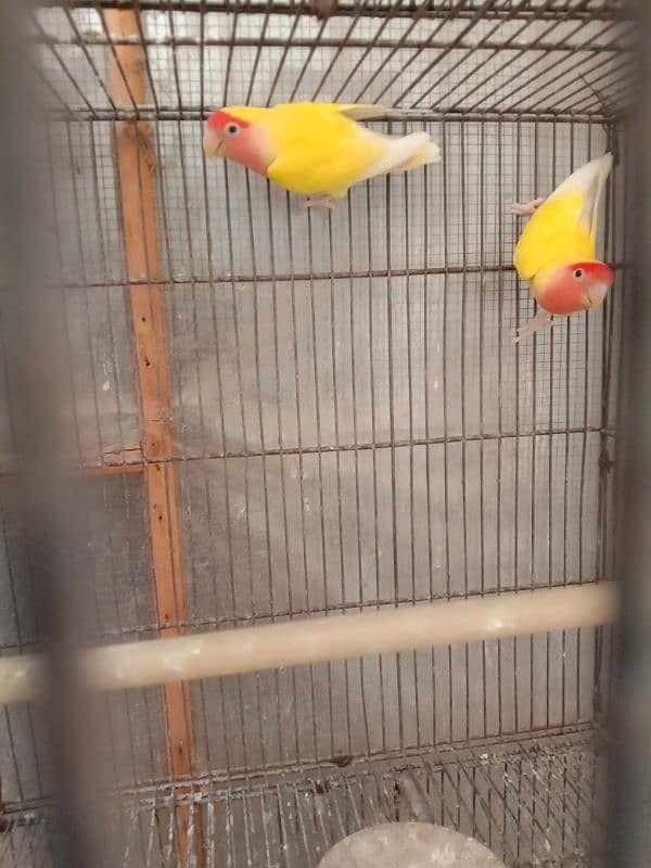 lutino pair for sale 1