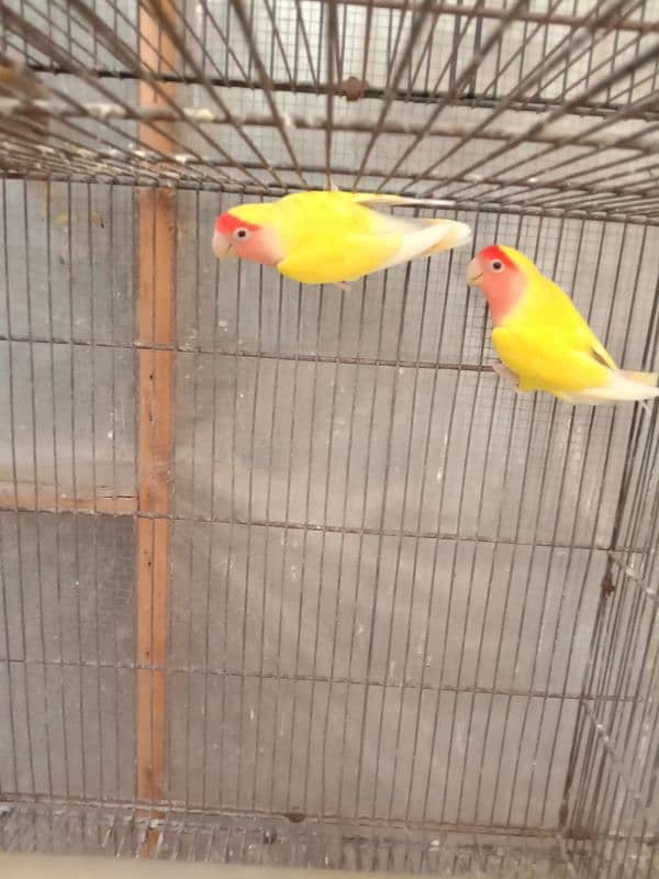 lutino pair for sale 2