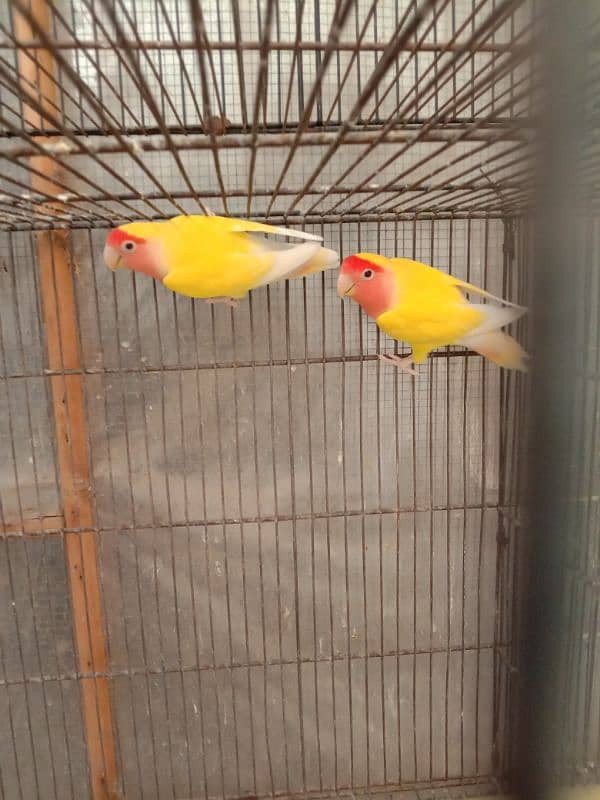 lutino pair for sale 3