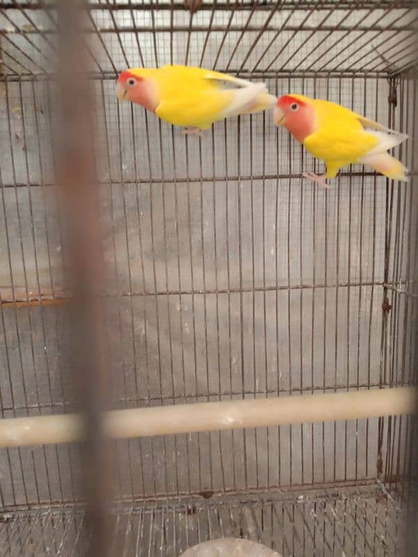 lutino pair for sale 4