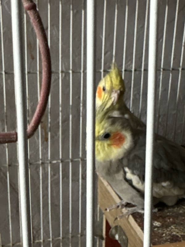 cockatiel pair 0