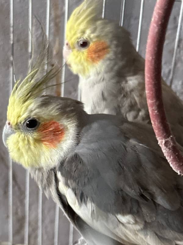 cockatiel pair 1