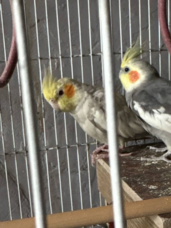 cockatiel pair 2