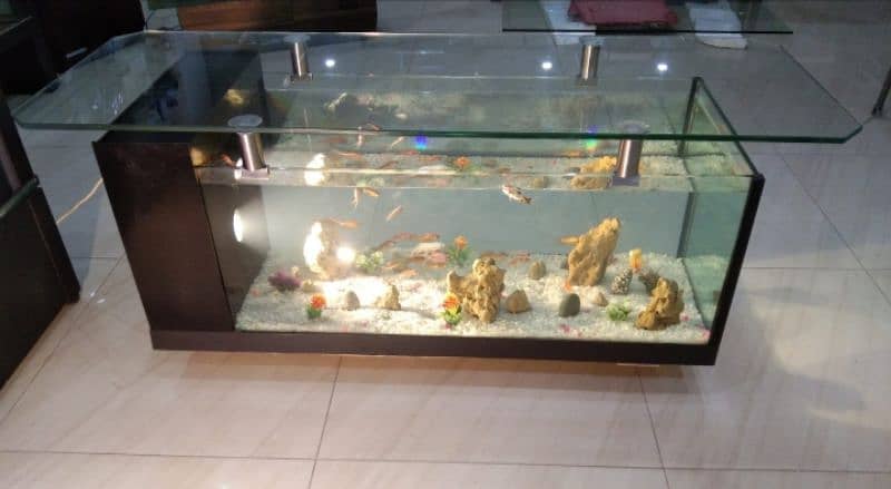 coffee table aquarium 1