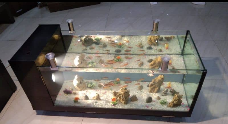 coffee table aquarium 6