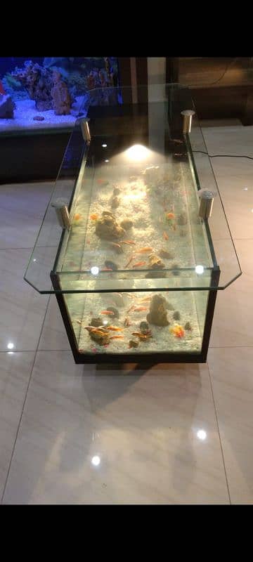 coffee table aquarium 9