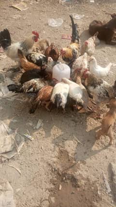 Aseel and pure desi hens kuruk wali 3000 each