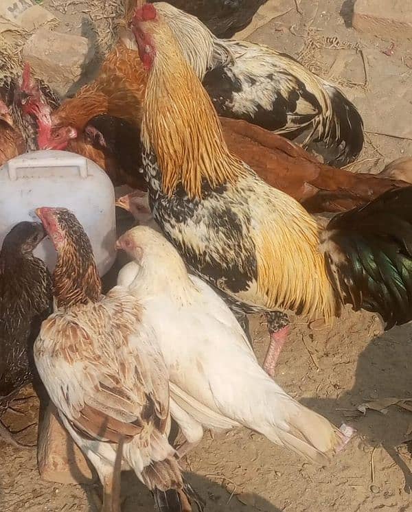 Aseel and pure desi hens kuruk wali 3000 each 2