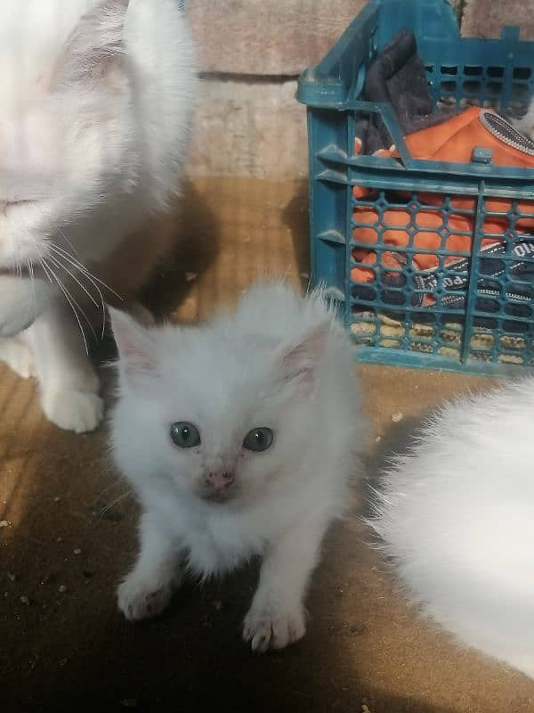 persian kittens for sale 0