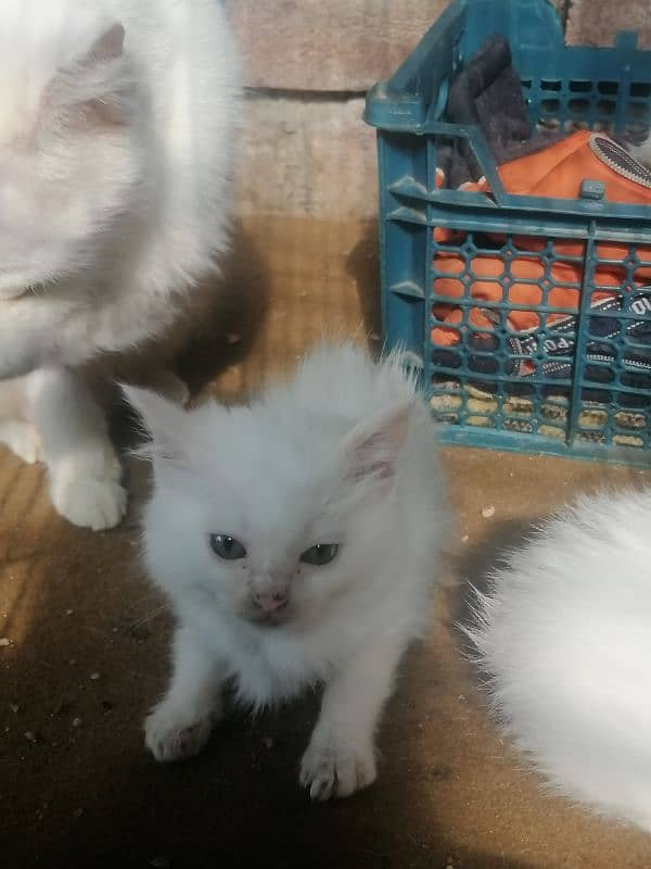 persian kittens for sale 1