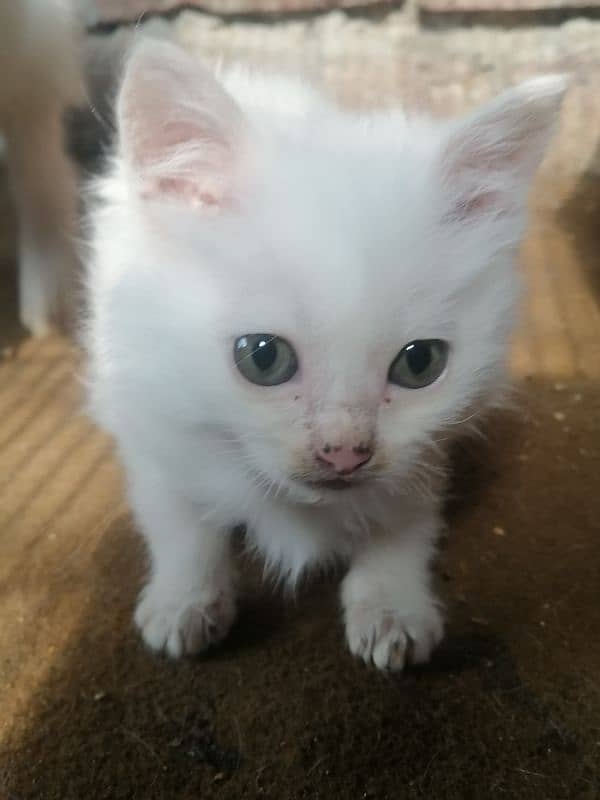 persian kittens for sale 2