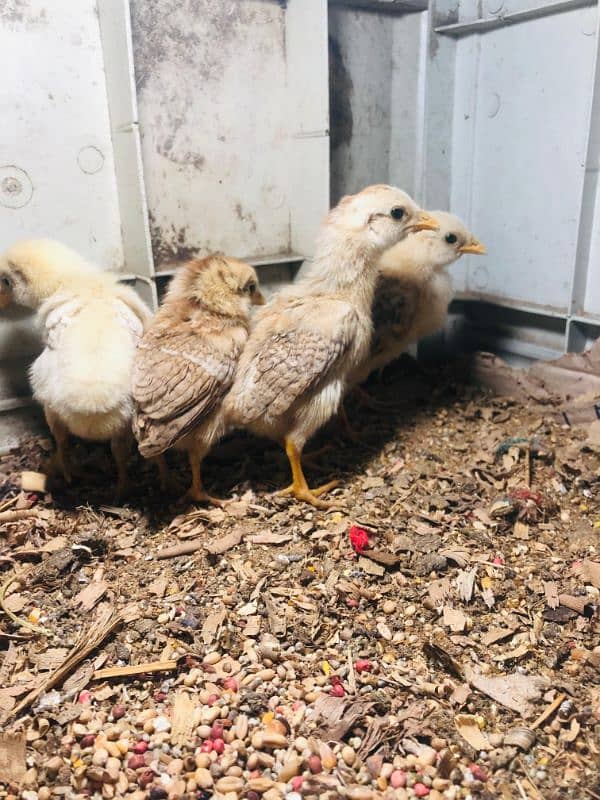 Aseel chicks 3 male 3 female 0