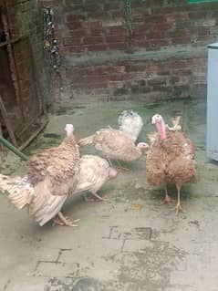 Buff Brown Turkey Birds for sale