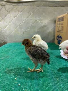 Aseel chicks, Aseel pure shamoo white/black  , Aseel eggs