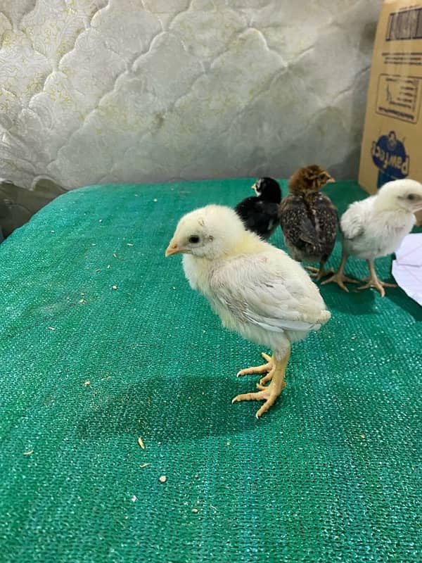 Aseel chicks, Aseel pure shamoo white/black  , Aseel eggs 1