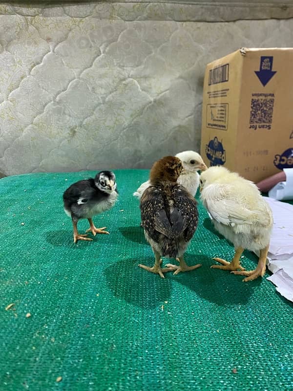 Aseel chicks, Aseel pure shamoo white/black  , Aseel eggs 2