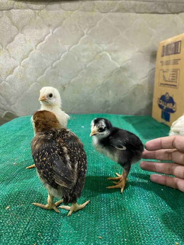 Aseel chicks, Aseel pure shamoo white/black  , Aseel eggs 3