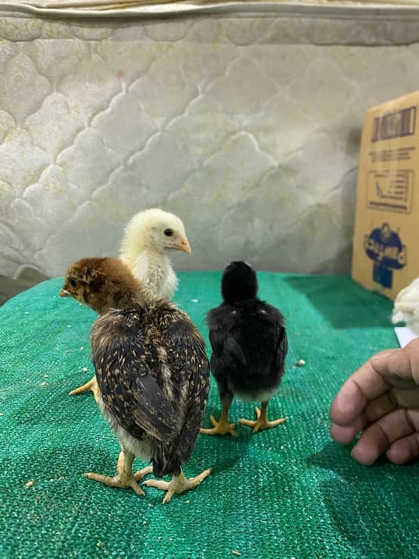 Aseel chicks, Aseel pure shamoo white/black  , Aseel eggs 4