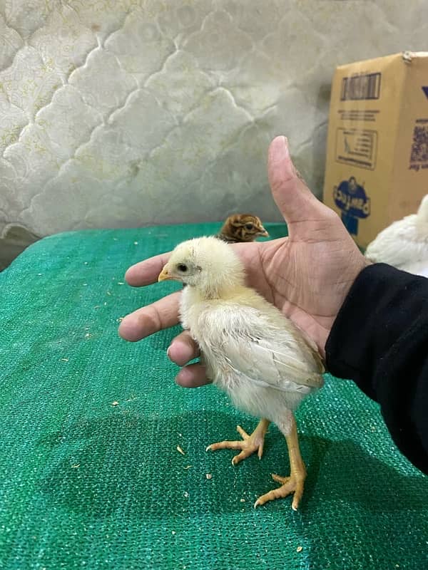 Aseel chicks, Aseel pure shamoo white/black  , Aseel eggs 5