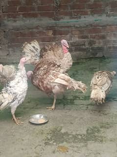 Buff brown Turkey birds for sale