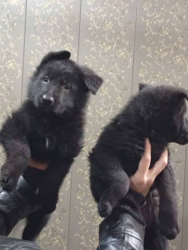 German shepherd puppies available farm house's 2