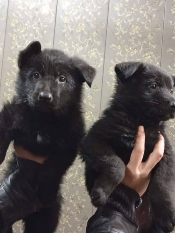 German shepherd puppies available farm house's 3