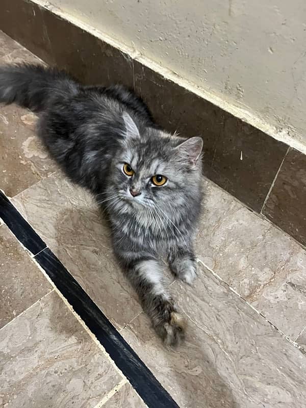 Persian grey Triple coated 1