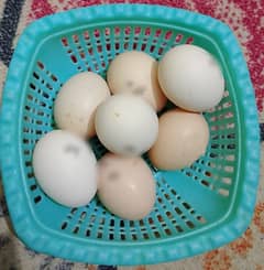 Heera Cross Fertile eggs