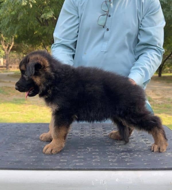 German shepherd puppies available farm house's 0