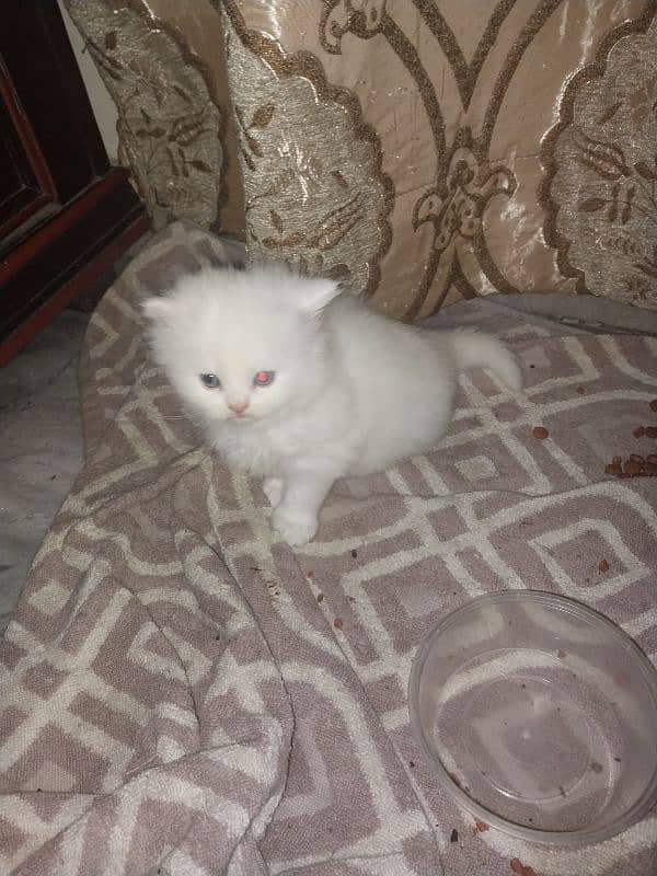 Persian kittens Tripple coated 0