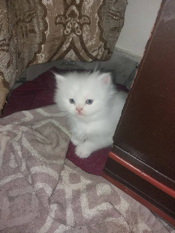 Persian kittens Tripple coated 1