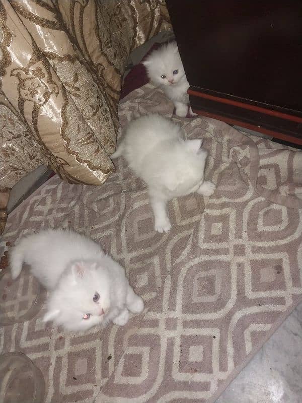 Persian kittens Tripple coated 2