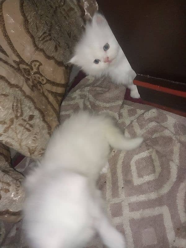 Persian kittens Tripple coated 3