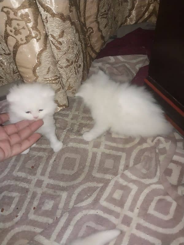 Persian kittens Tripple coated 6