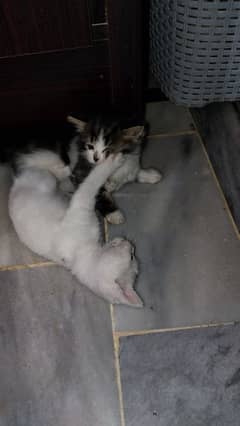 Persian kitten pair 10,000