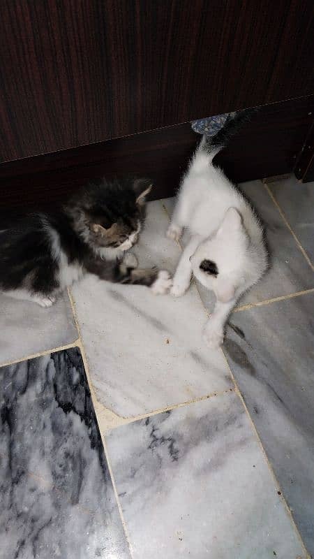 Persian kitten pair 10,000 3