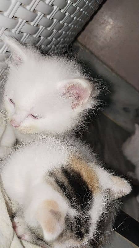 Persian kitten pair 10,000 6