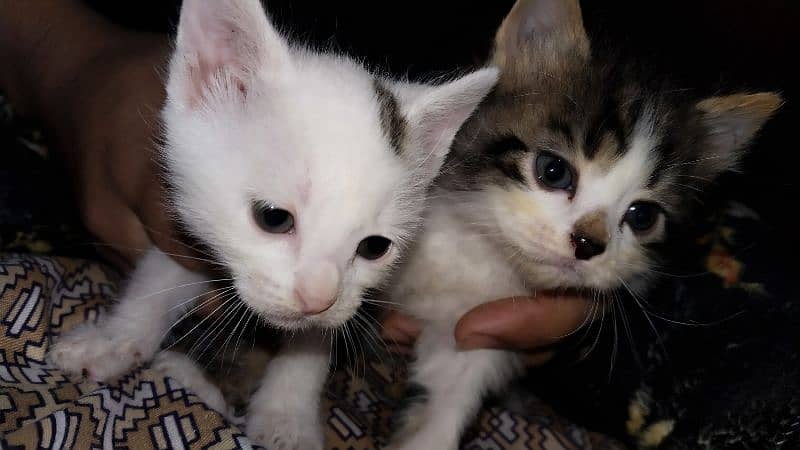 Persian kitten pair 10,000 7