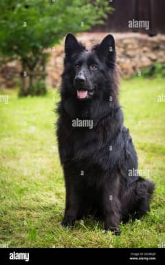 Pedigree long coated black German shepherd puppies available for sale