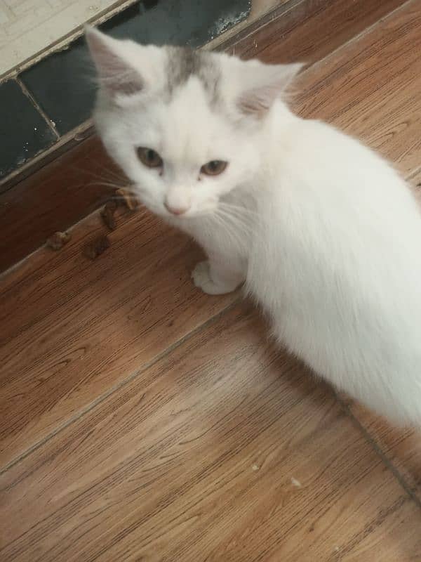 pair for sale cros Persian female blue eyes 3