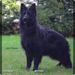 Pedigree long coated black German shepherd puppies available for sale