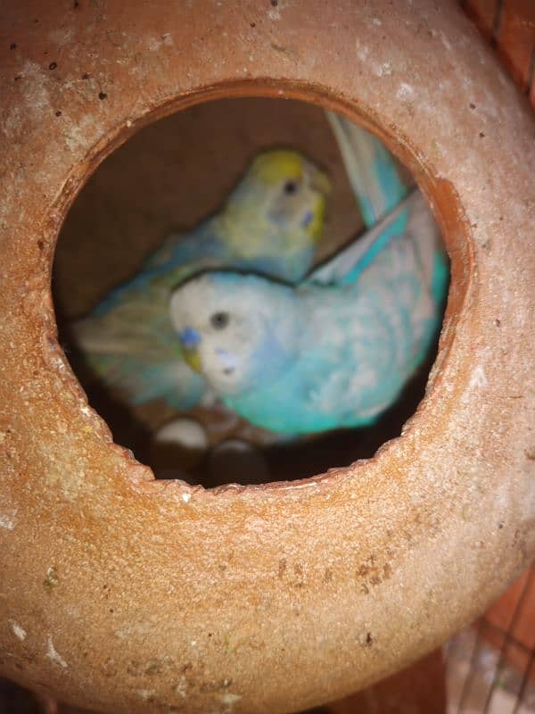 Australian,budgies with cage pathy, bary pairs sab available he 0