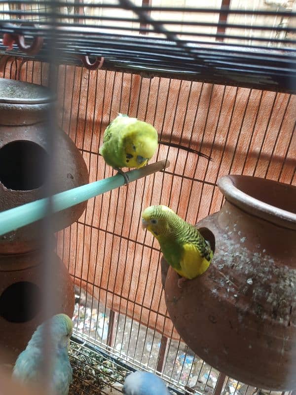 Australian,budgies with cage pathy, bary pairs sab available he 1