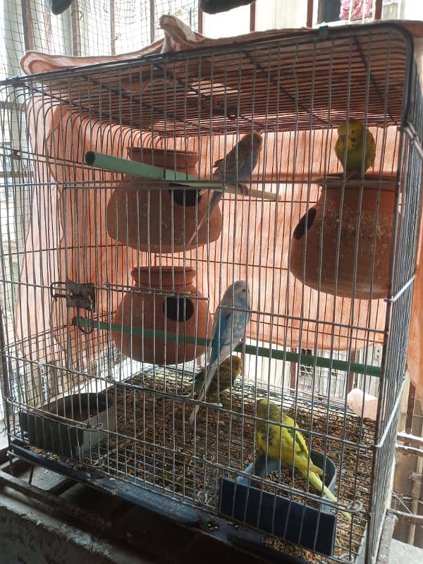 Australian,budgies with cage pathy, bary pairs sab available he 2