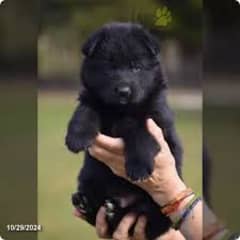 Pedigree long coat black German shepherd puppies available for sale