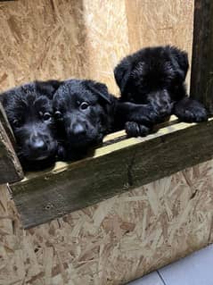 Black German shepherd puppies available for sale